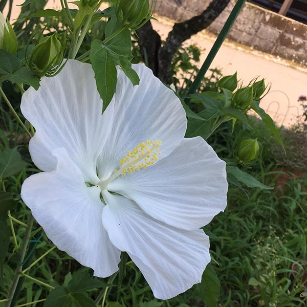 タイタンビカス（エルフ）の花