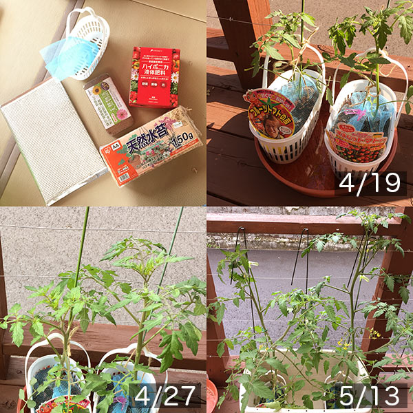水耕栽培　トマトの生育過程