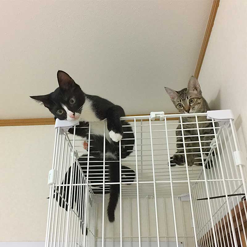 スリム３段ケージの天井に登った子猫たち