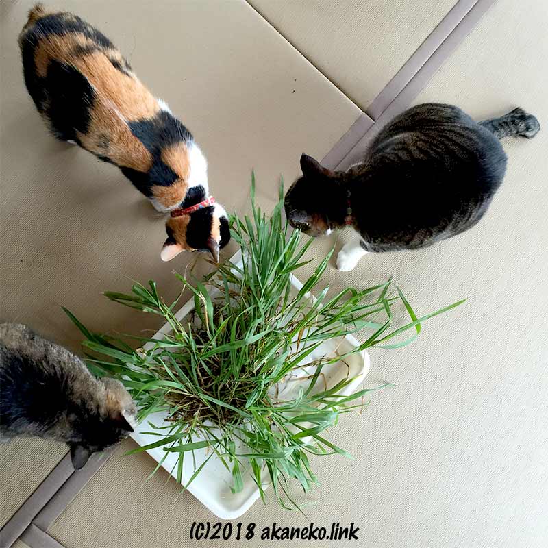 畳の上で草を食べる３匹の猫