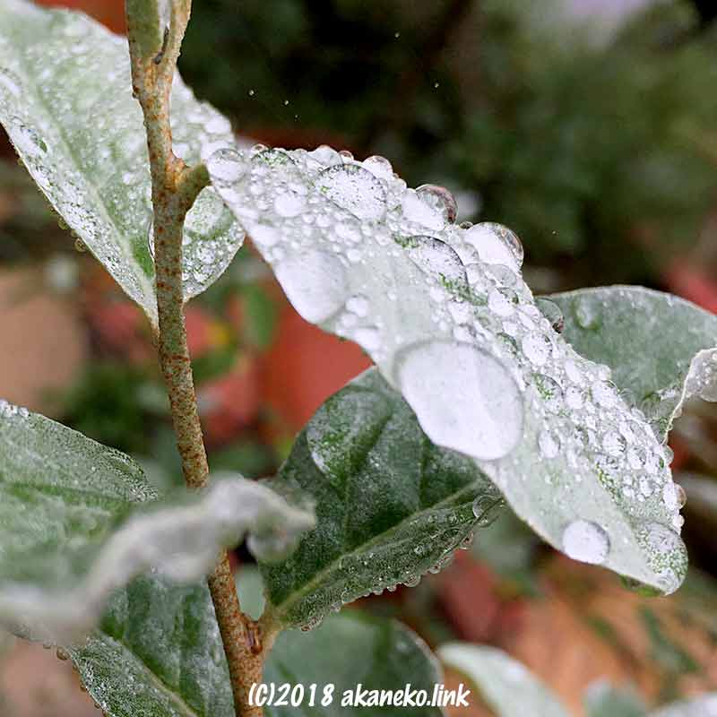 ロシアンオリーブの葉の上の雨粒