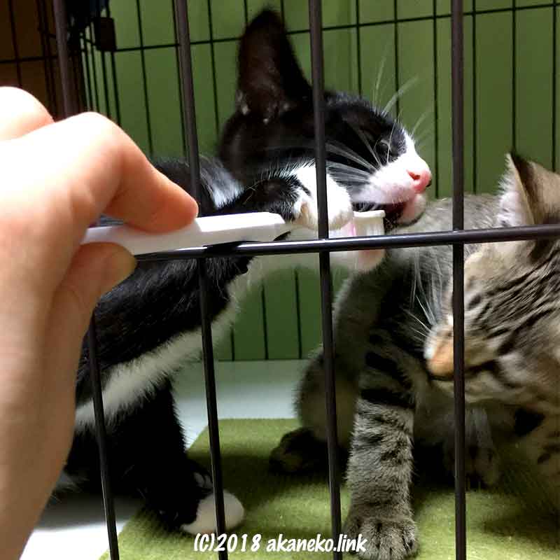 歯ブラシで遊ぶ子猫たち