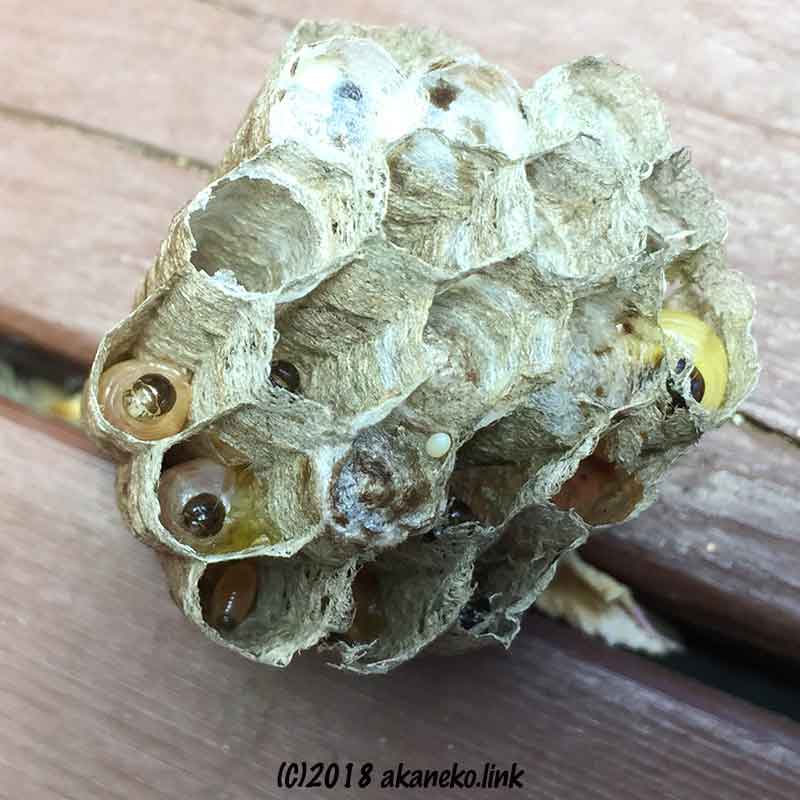 アシナガバチの巣、幼虫たち