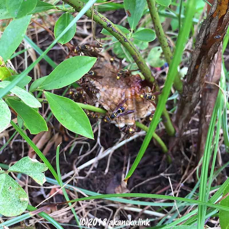ブルーベリーの根元のアシナガバチの巣