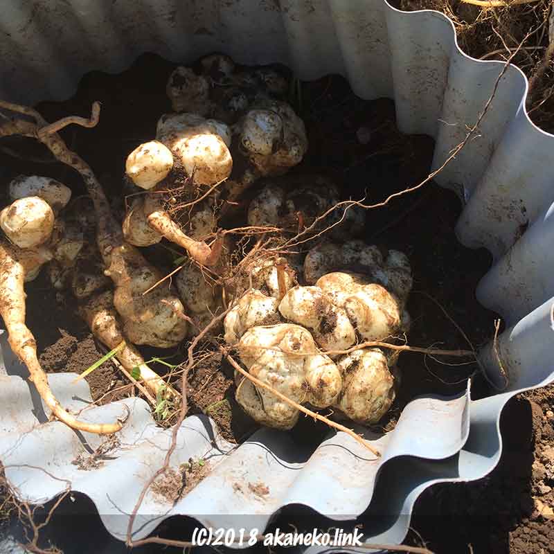 菊芋（キクイモ）を土の中で保存