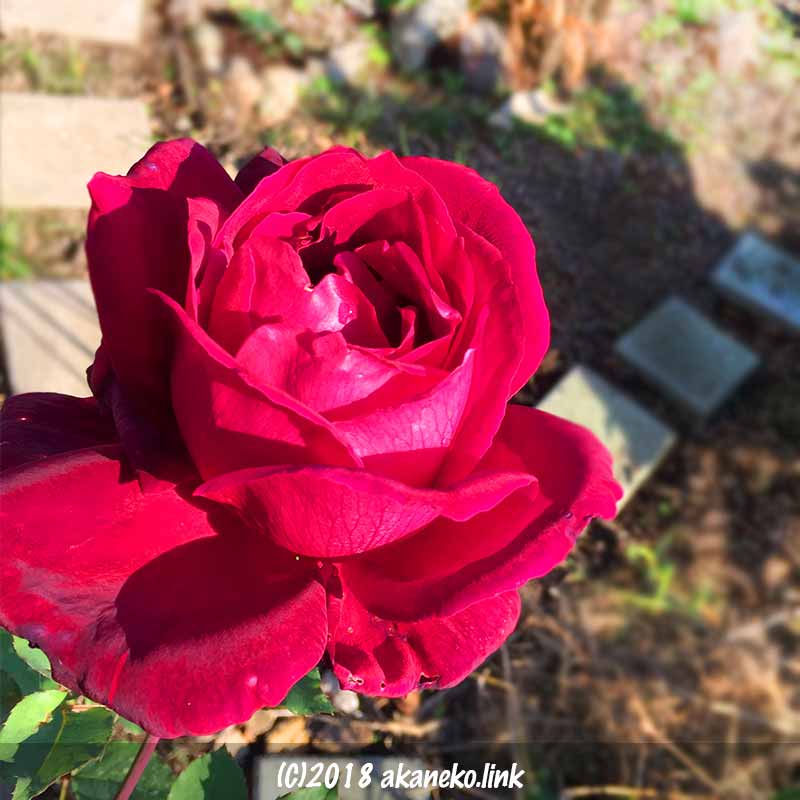 ミスターリンカーン（mister_lincoln）、赤いバラの花