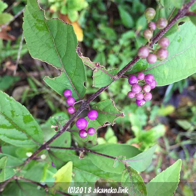 紫式部（ムラサキシキブ）の実と昆虫にかじられた葉