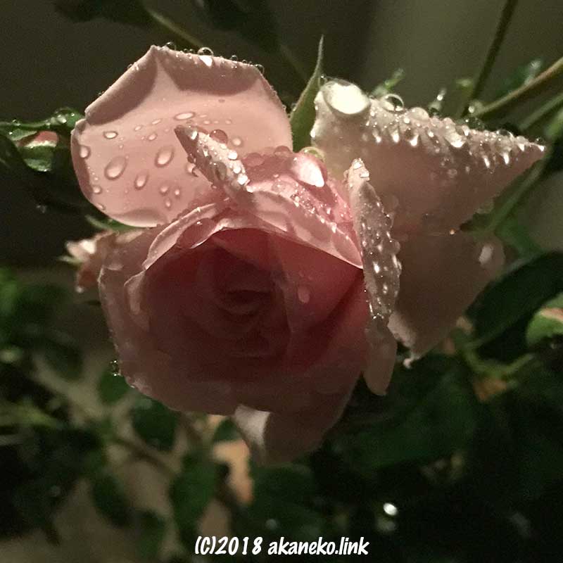 夜のピンクのバラ（Home&Garden）
