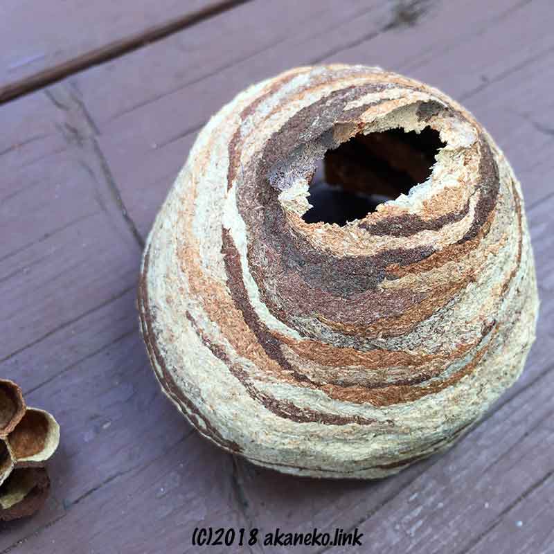 撤去したスズメバチの初期の巣