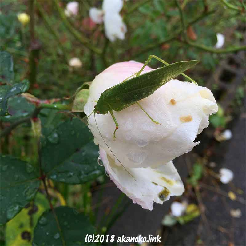 白薔薇の上の雨に濡れたクダマキモドキ（緑色のバッタ）