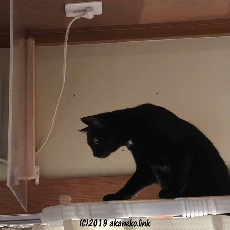 エアコン保護用猫ブロックを見つめる黒猫