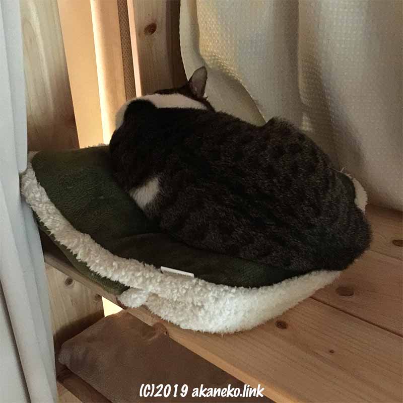 クッションに丸まって寝ている猫の背中
