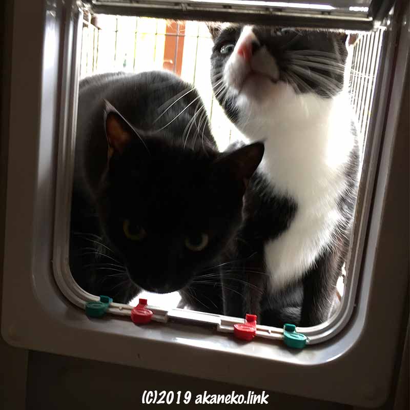 猫ドアから室内を覗く2匹の猫