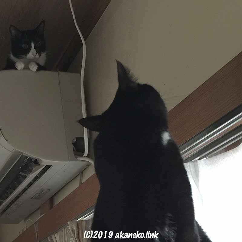 エアコンの上のハチワレ猫とそれを仰ぎ見る黒猫