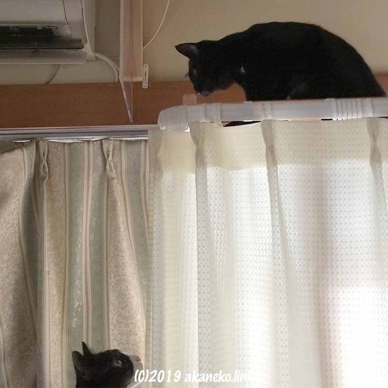 黒猫とハチワレ猫