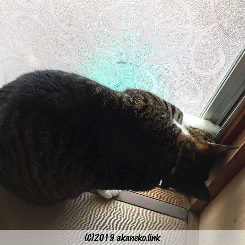 掃き出し窓の察しを開けようとする猫