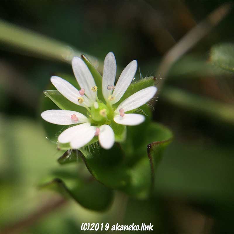 ダイソースマホ接写レンズで撮影したハコベの花