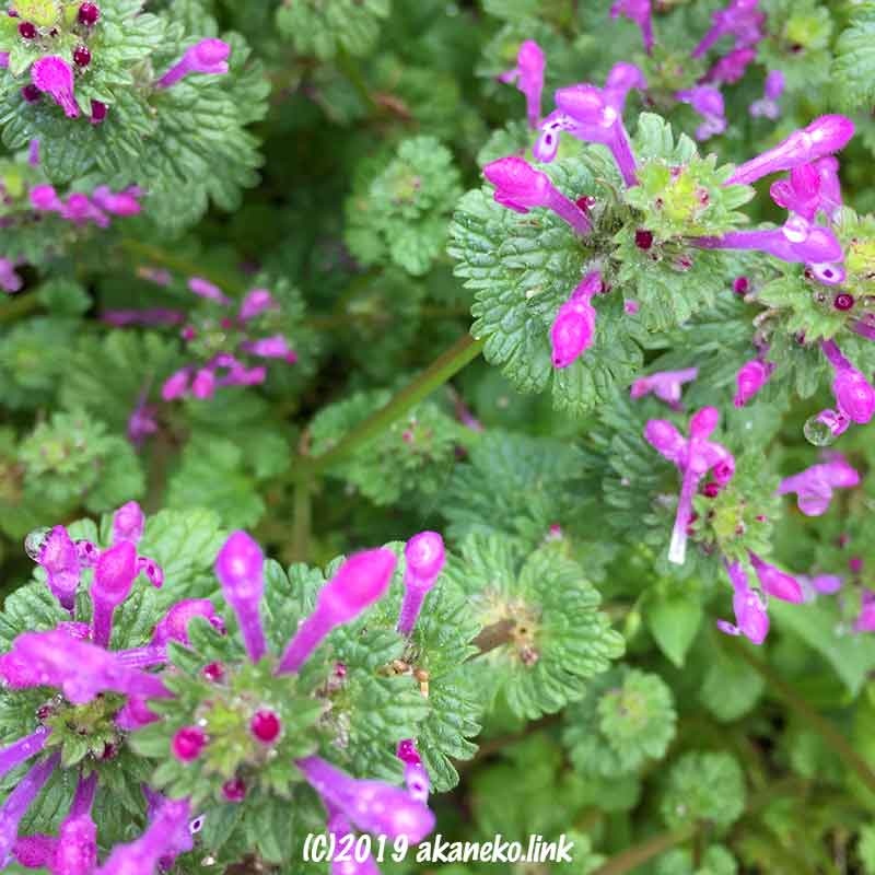 ホトケノザの花（紫色の花がさく春の野草）