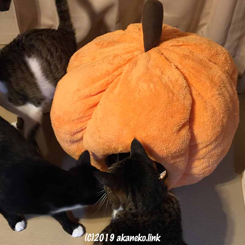かぼちゃ型ベッドを観察する３匹の猫