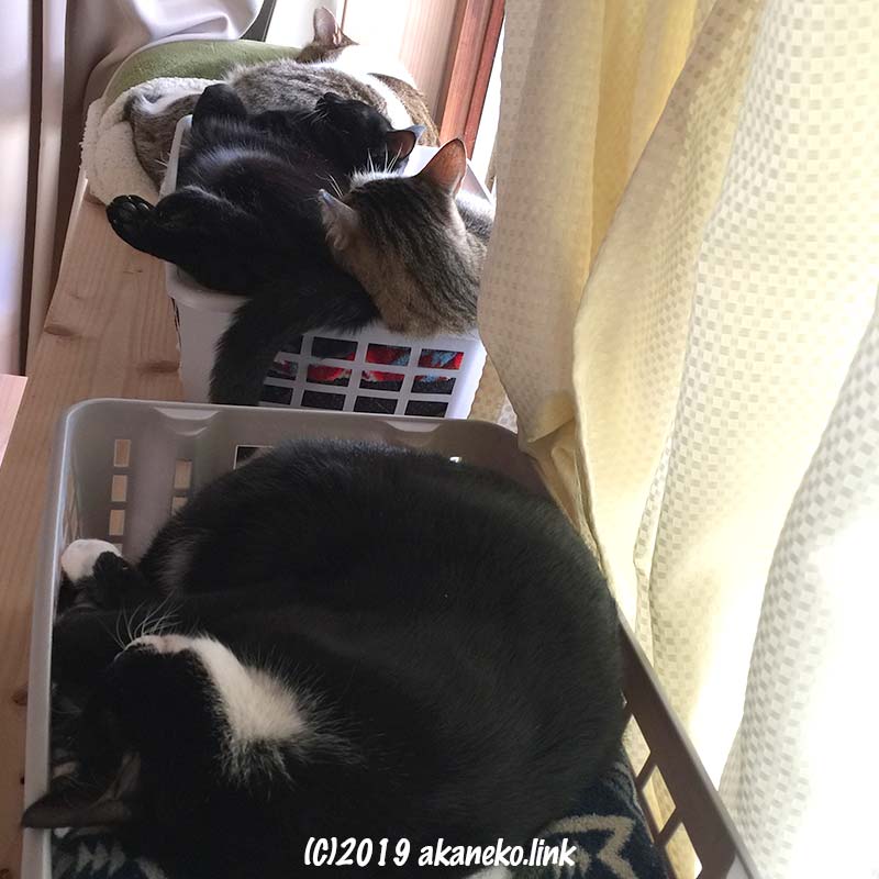 ダイソーの「積み重ねできる収納バスケット」で眠る猫たち