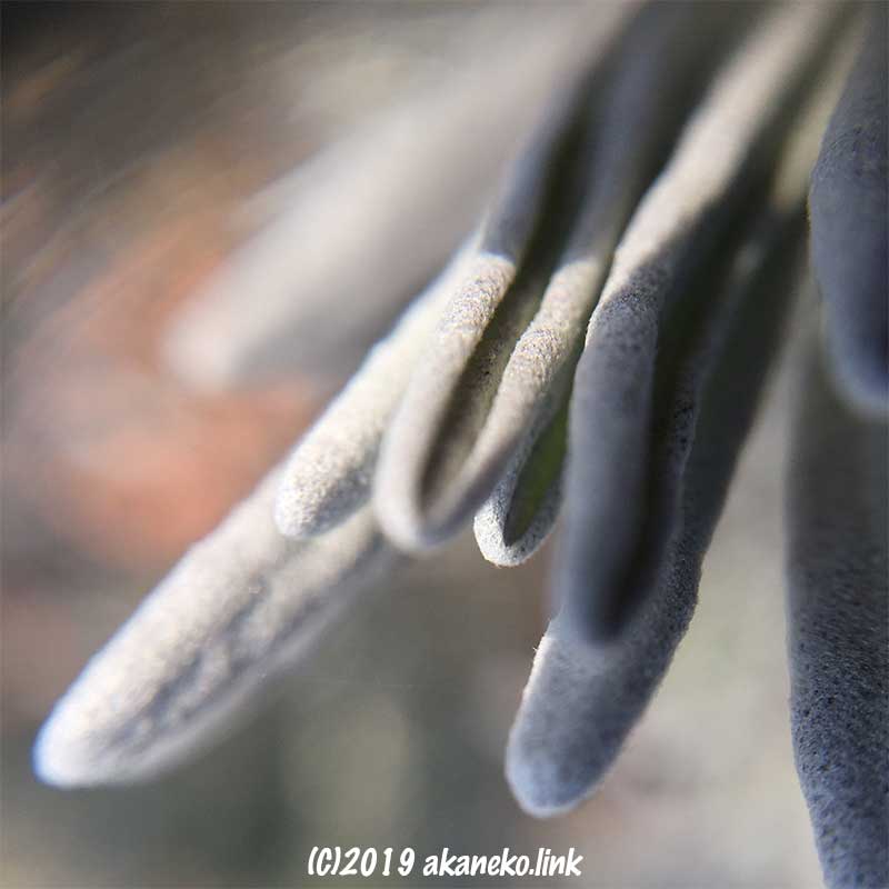 ダイソースマホ接写レンズで撮影したラベンダーの葉