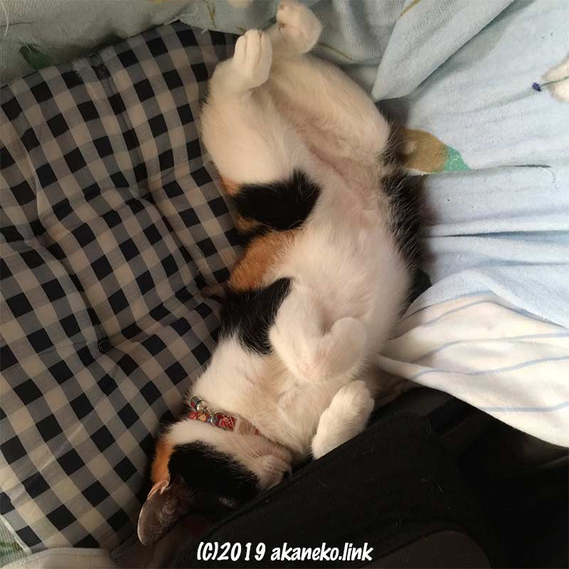 仰向けに寝る三毛猫
