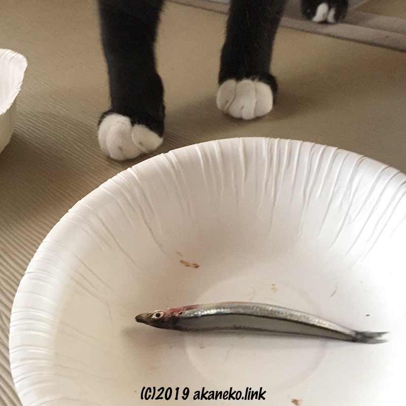 紙皿に入った１匹のキビナゴに歩み寄る猫の前足
