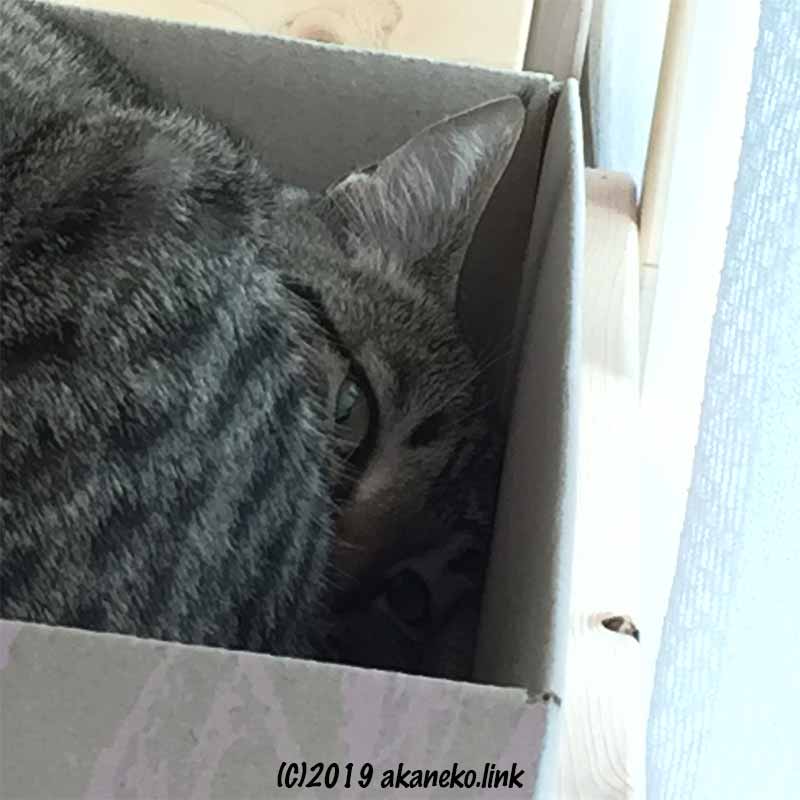 ダンボール箱に寝て薄眼を開けるキジ猫