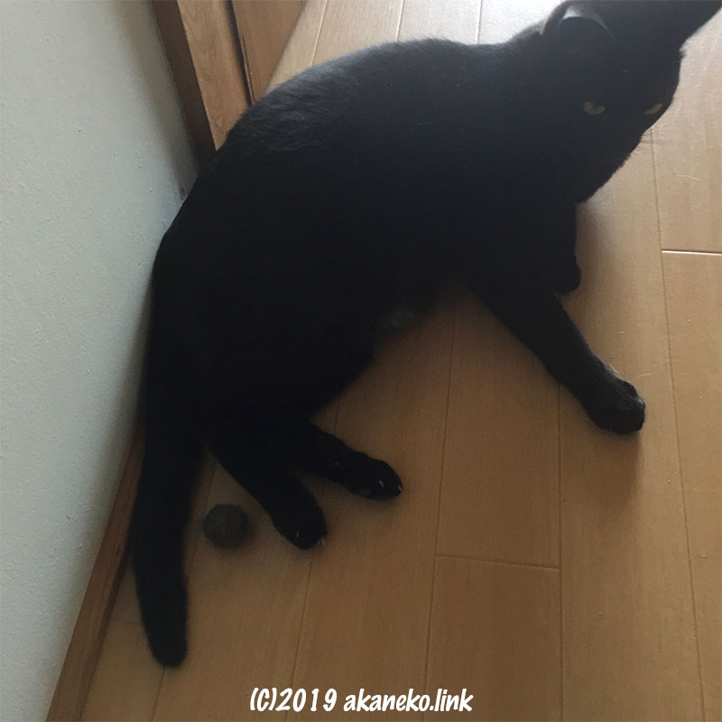 廊下に寝そべる黒猫と足元の猫毛玉