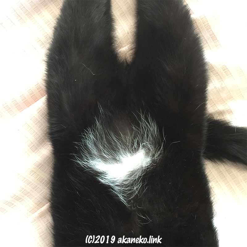 黒猫の白パンツ