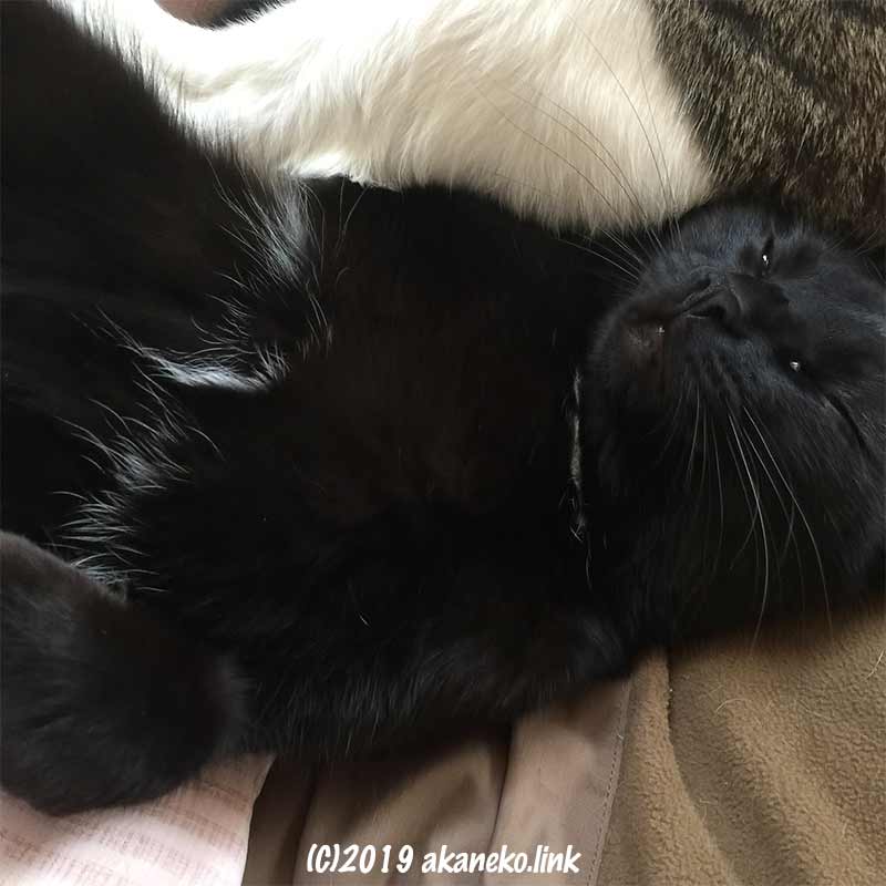 寝落ちした黒猫
