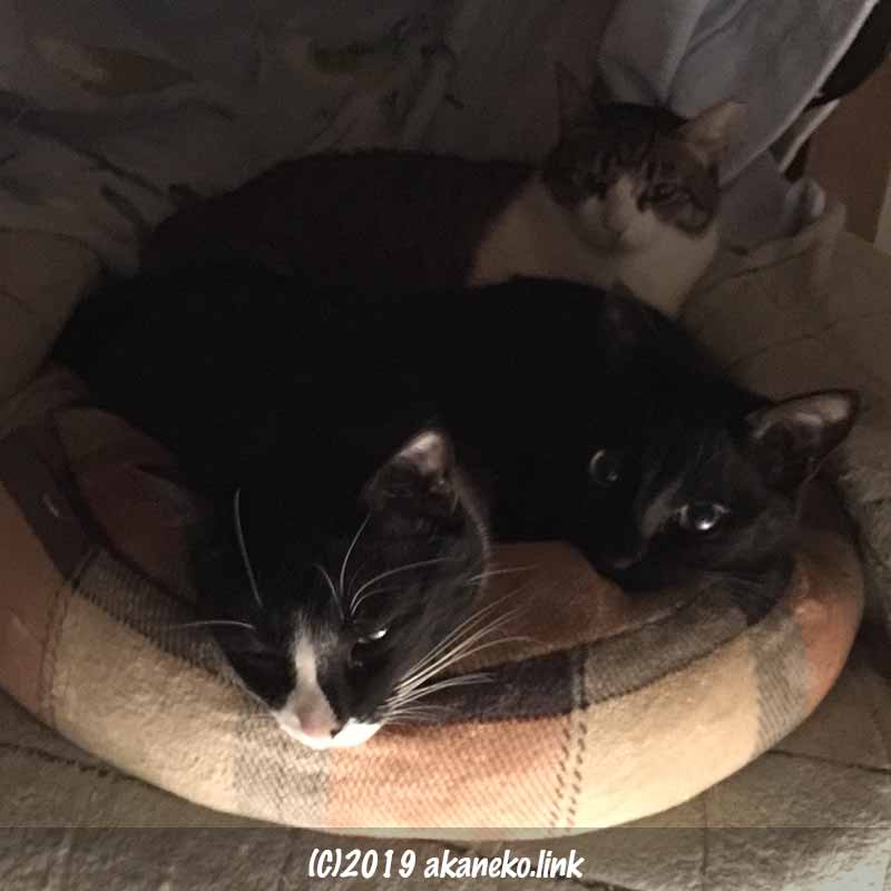 いきなりの明かりに眠たげな３匹の猫