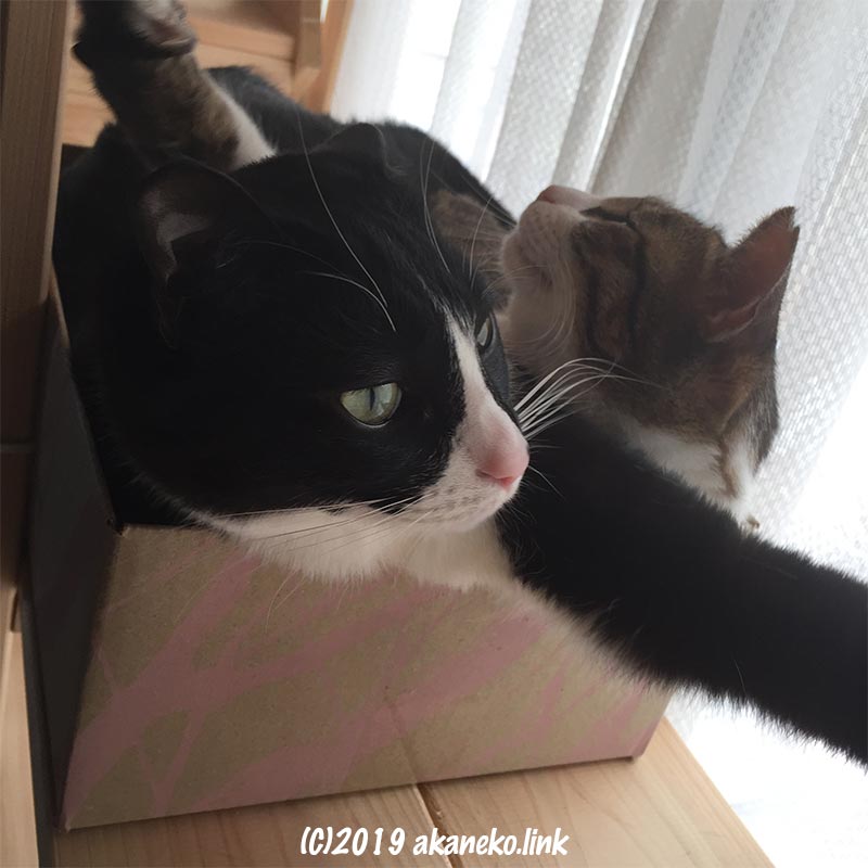 フェリシモのダンボール箱に無理やり寝ている２匹の猫