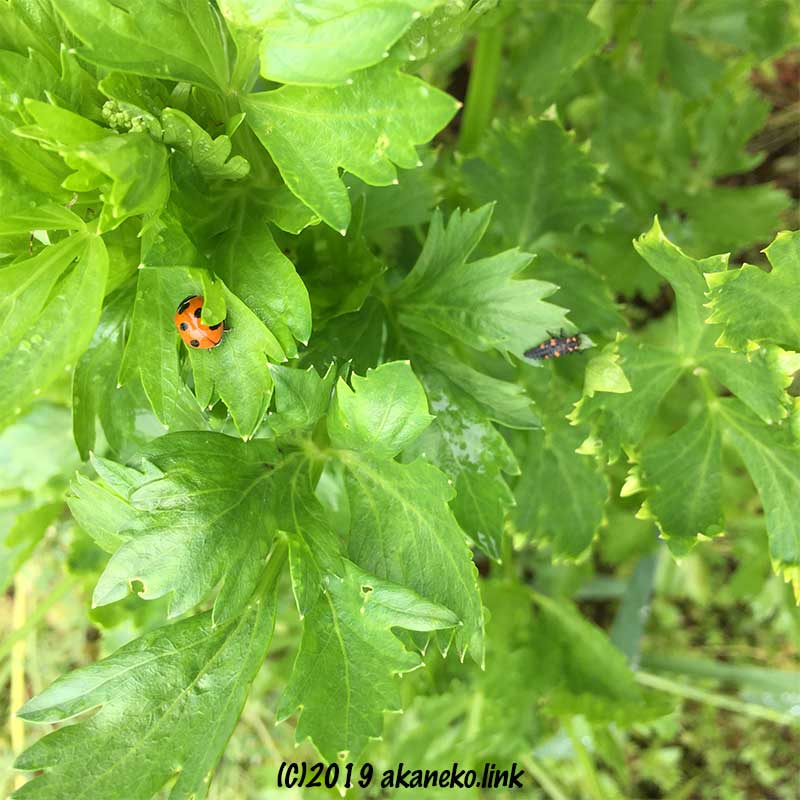 セロリの葉の上のテントウムシの成虫と幼虫