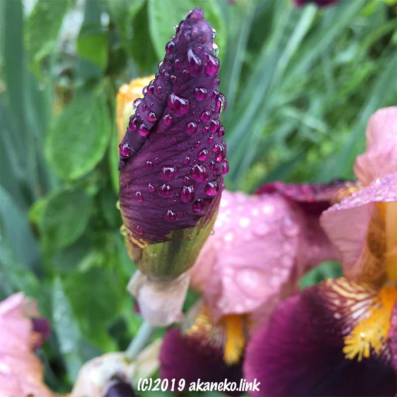 ジャーマンアイリスの濃紫の蕾についた雨粒