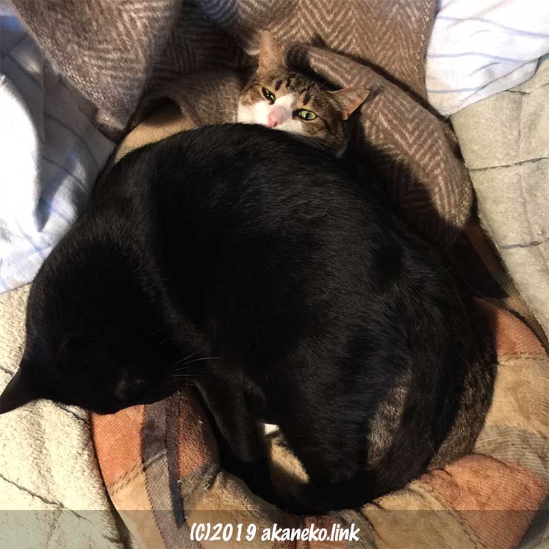 黒猫が上に寝て重そうな猫
