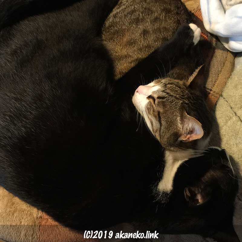 重なって寝ている２匹の猫