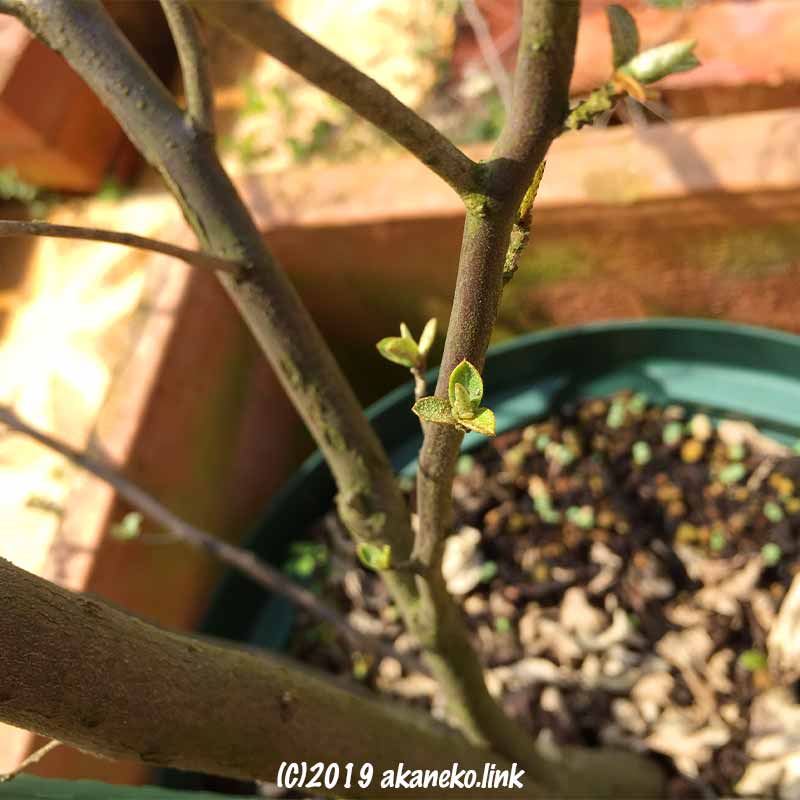 鉢植えのロシアンオリーブ（ホソバグミ、ヤナギバグミ）の新芽