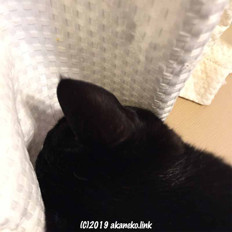 カーテンを嗅ぐ猫の後頭部