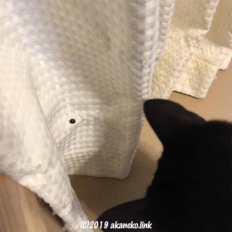 カーテンに止まったテントウムシを見つめる猫の後頭部