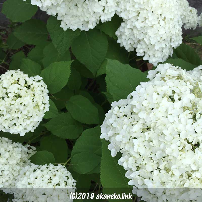 紫陽花アナベル（annabelle）の白い花