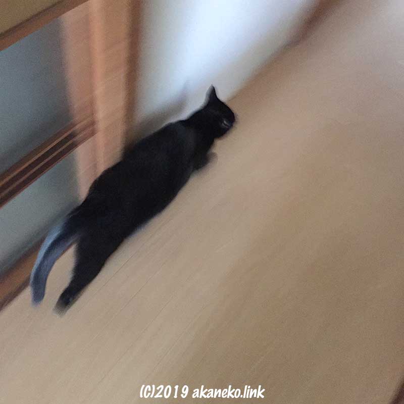 廊下を走る黒猫
