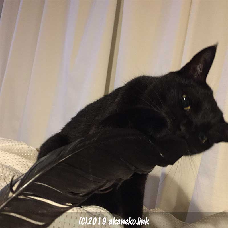 カラスの羽に噛み付く黒猫