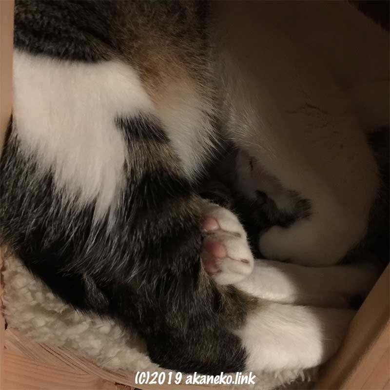 顔を前足で覆って寝ているキジ猫