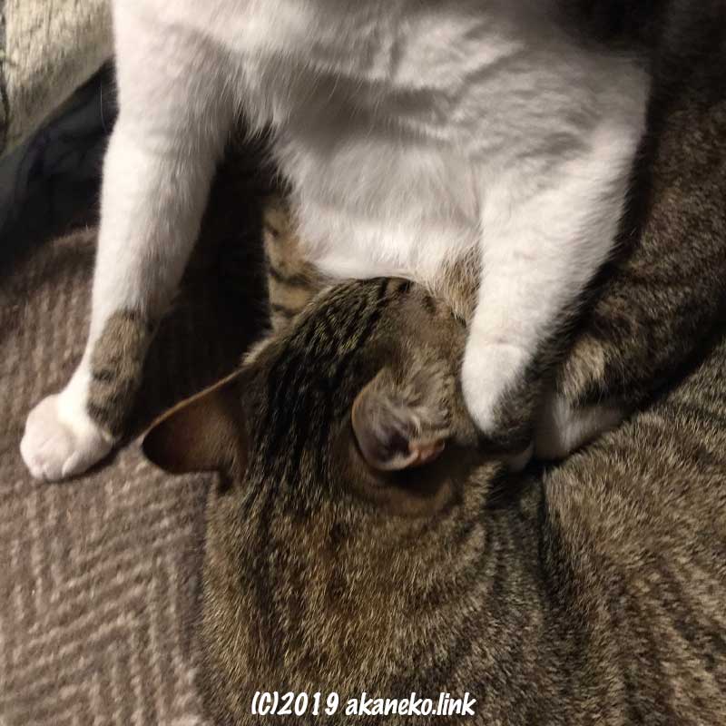 母猫のお乳を吸う１歳の猫