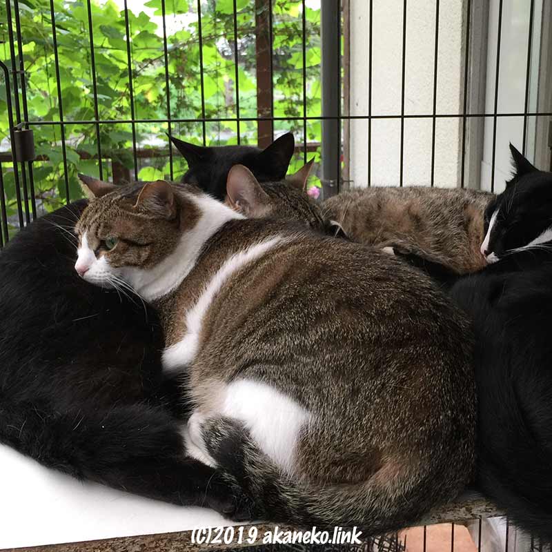 ケージの中で団子になってくつろいでいる４匹の猫