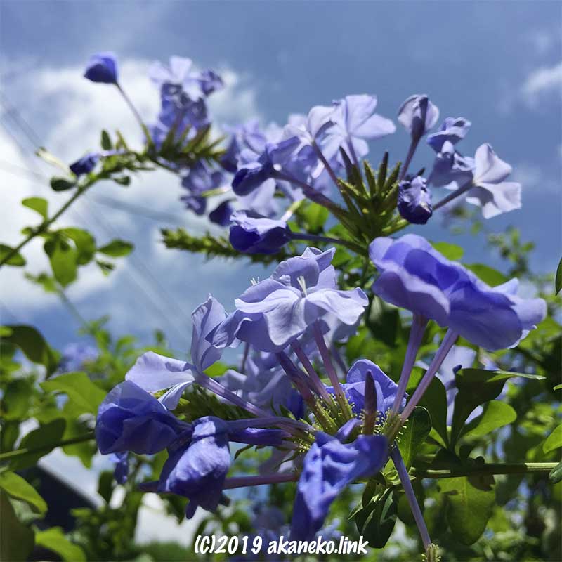 青空とルリマツリ（プルンバゴ：Pulumbago)の青い花