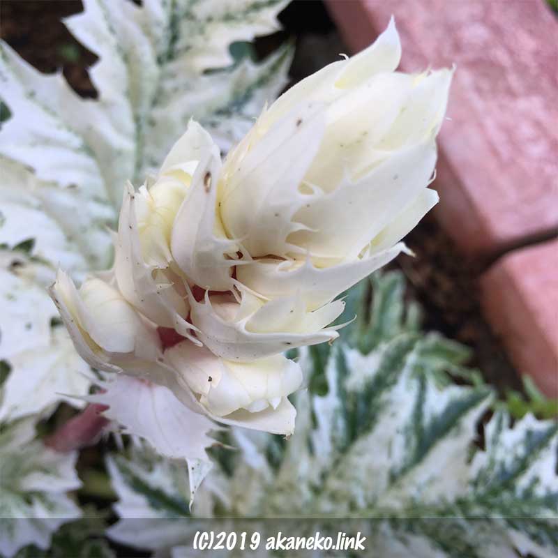 アカンサスモリス（タスマニアンエンジェル）の白い花穂