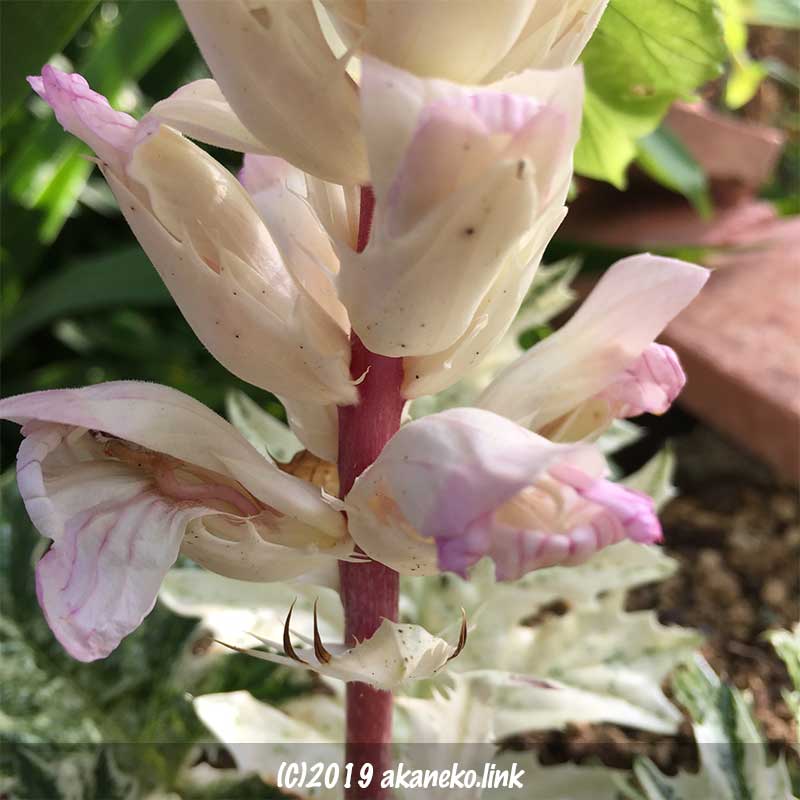 薄いピンクを帯びたアカンサスモリス（タスマニアンエンジェル）の花