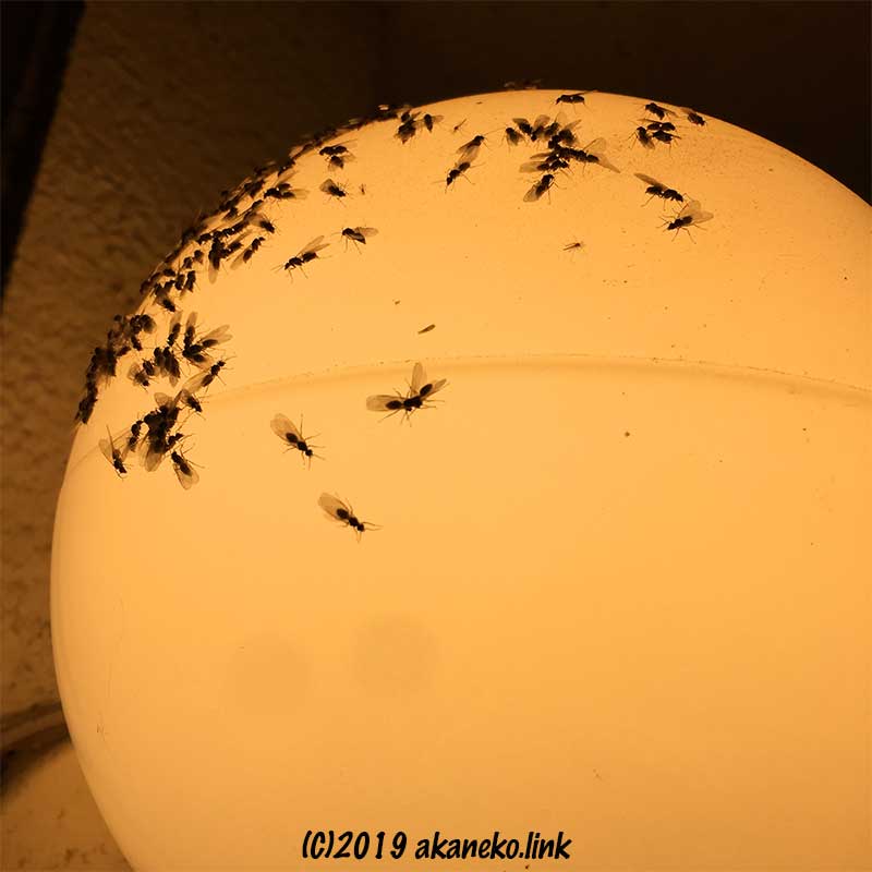 丸い外灯の明かりに集まった羽蟻